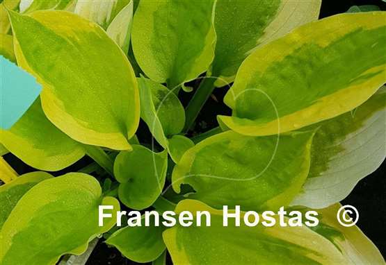 Hosta Honshy