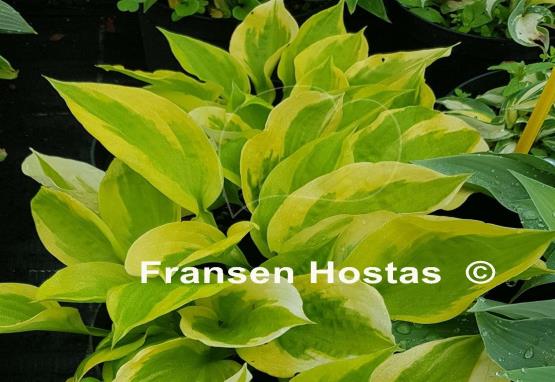 Hosta Honshy