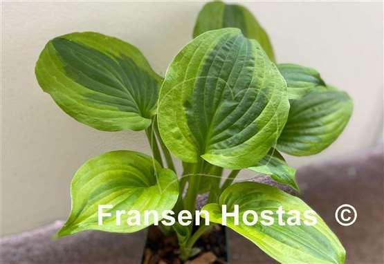 Hosta Honshy