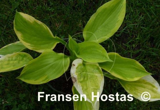 Hosta Honshy