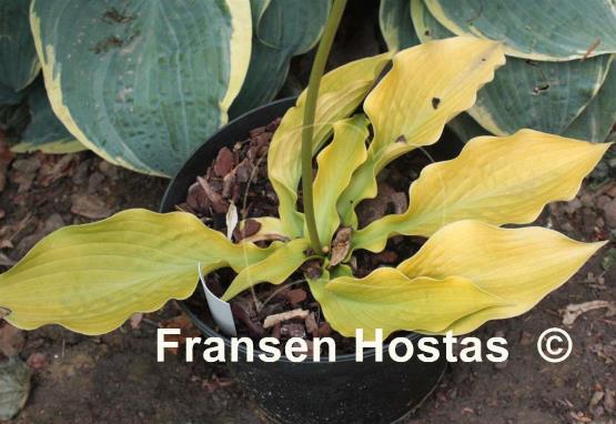 Hosta Hoopla