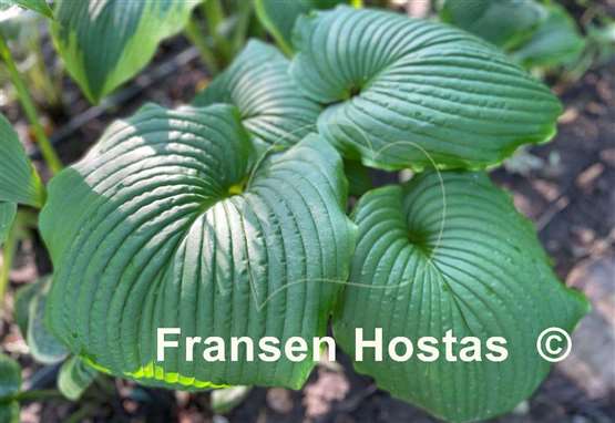 Hosta Hoosier Dome