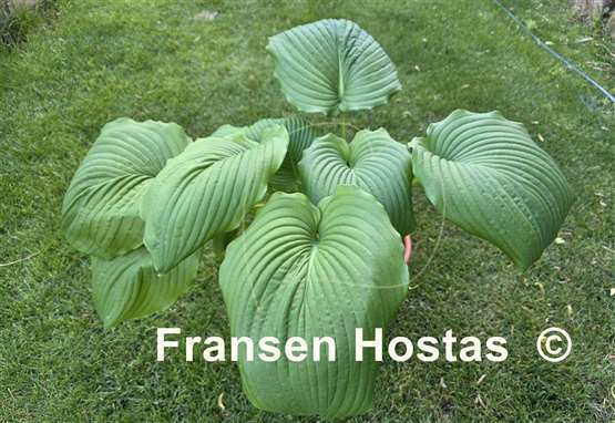 Hosta Hoosier Dome
