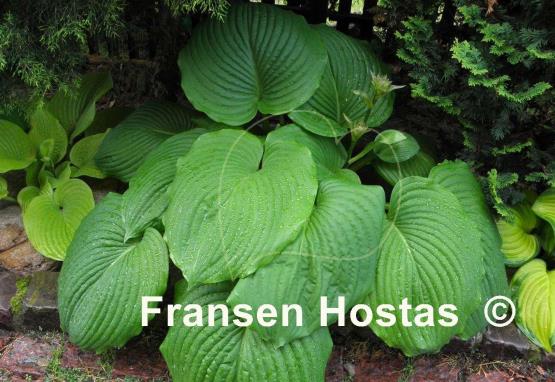 Hosta Hoosier Dome