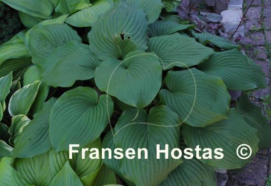 Hosta Hoosier Dome
