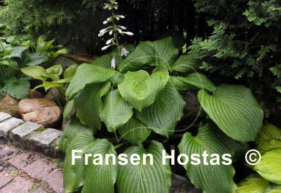 Hosta Hoosier Dome