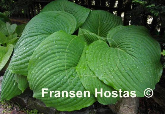 Hosta Hoosier Dome