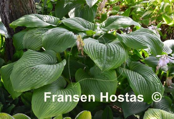 Hosta Hoosier Dome