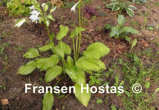 Hosta Hoosier Harmony