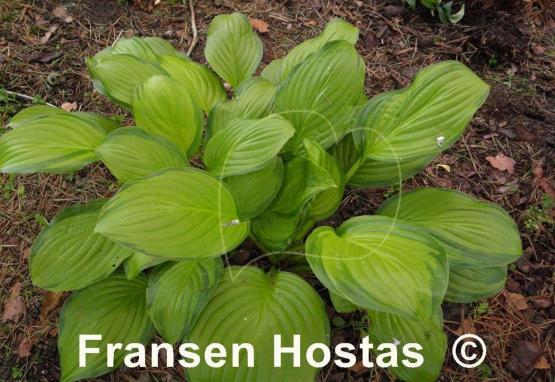 Hosta Hoosier Harmony