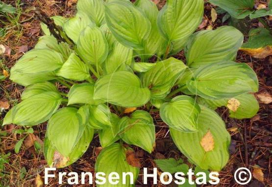 Hosta Hoosier Harmony