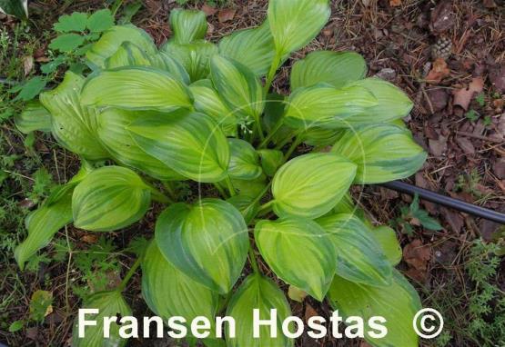 Hosta Hoosier Harmony