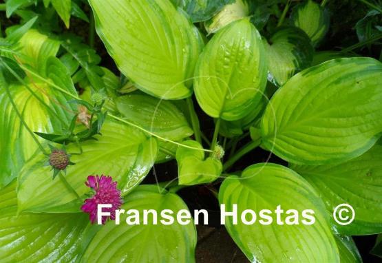 Hosta Hoosier Harmony