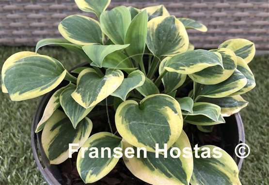 Hosta Hope