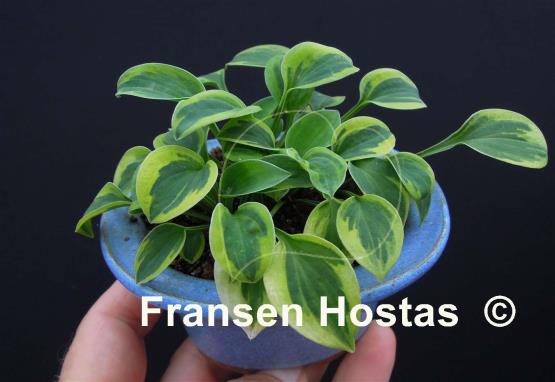 Hosta Hope