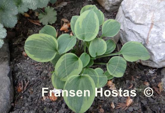 Hosta Hope