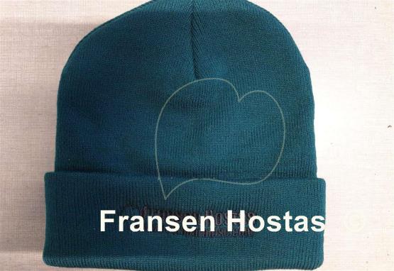 Hosta Hosta Paradise Beanie Green