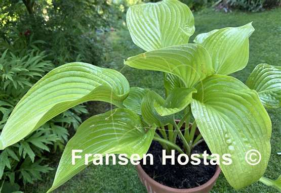 Hosta Hot Air Balloon