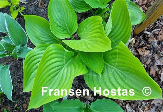 Hosta Hot Air Balloon