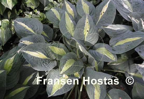 Hosta Hot Kiss