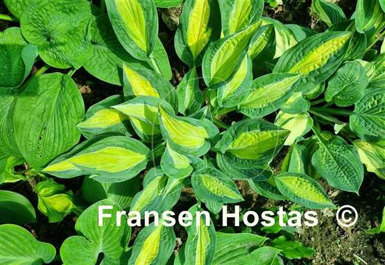 Hosta Hot Kiss