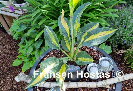 Hosta Hot Kiss