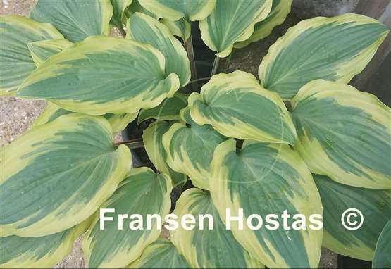 Hosta Hot Stuff