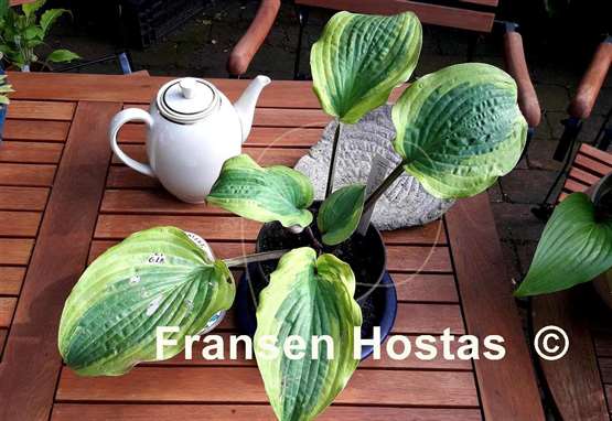 Hosta Hot Stuff