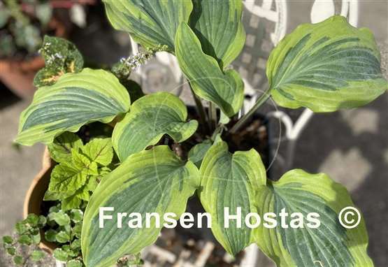 Hosta Hot Stuff