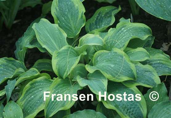 Hosta Hot Stuff