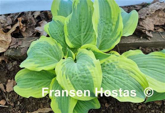 Hosta Hot Stuff