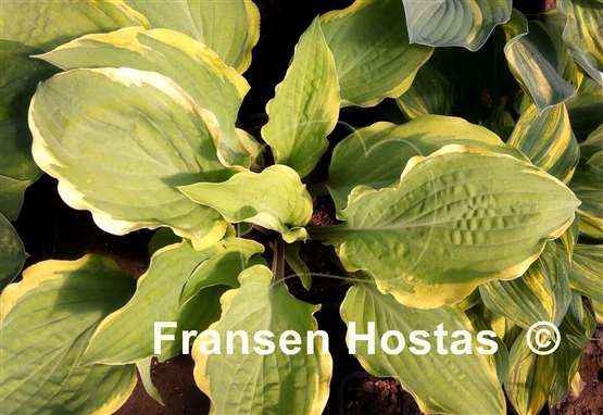 Hosta Hot Stuff