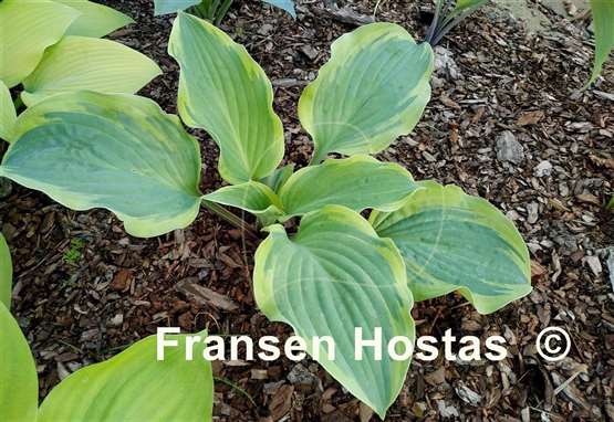 Hosta Hot Stuff