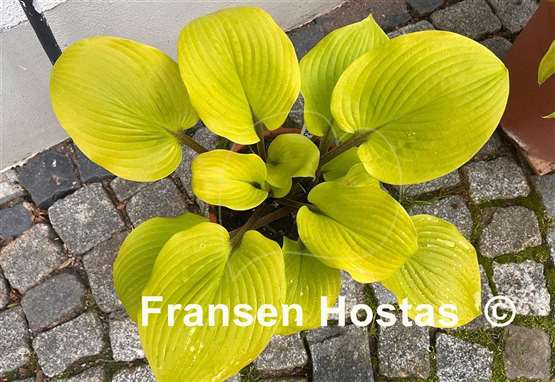 Hosta Hotshot