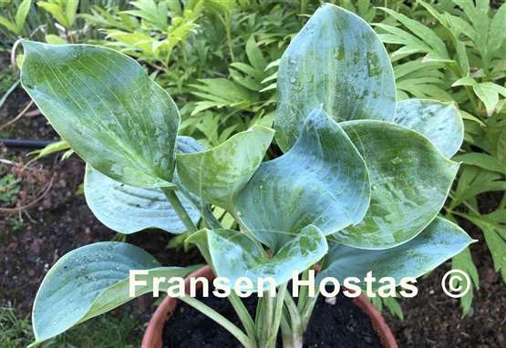 Hosta Hovercraft