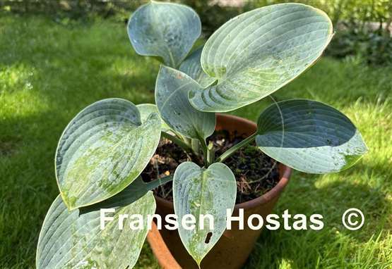 Hosta Hovercraft