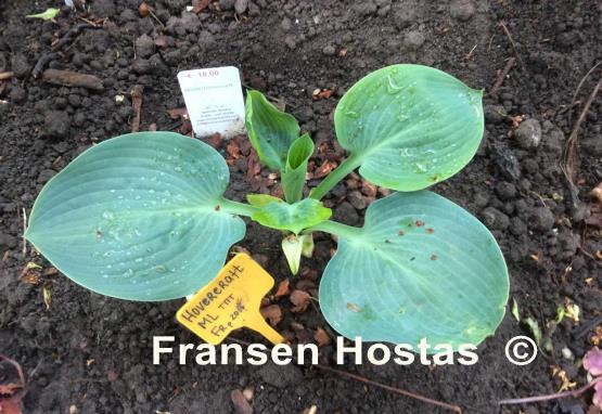 Hosta Hovercraft