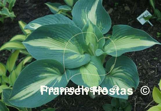 Hosta Hudson Bay