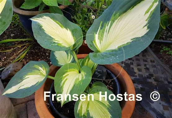 Hosta Hudson Bay