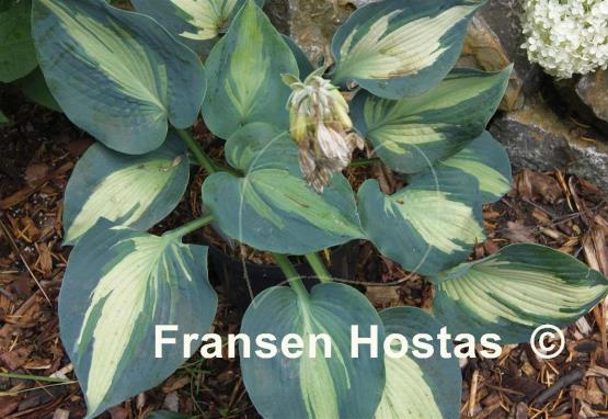 Hosta Hudson Bay