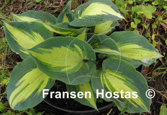 Hosta Hudson Bay