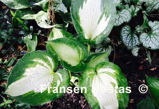 Hosta Hudson Bay