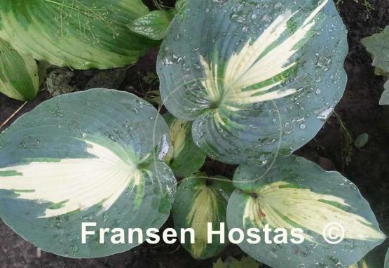 Hosta Hudson Bay