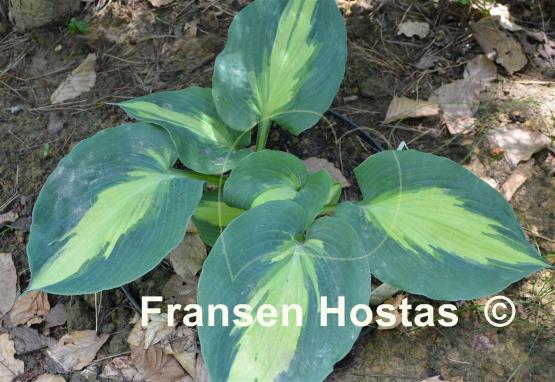 Hosta Hudson Bay