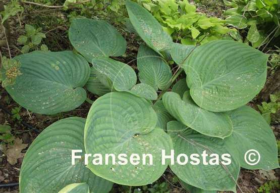 Hosta Humpback Whale