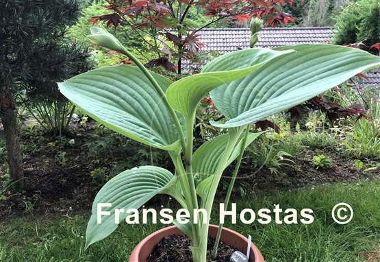 Hosta Humpback Whale