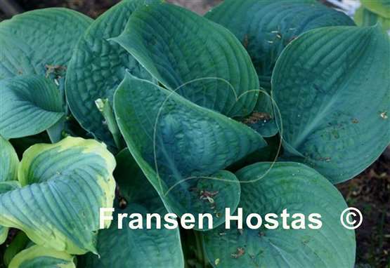 Hosta Humpback Whale