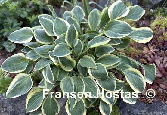 Hosta Hush Puppie