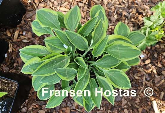 Hosta Hush Puppie