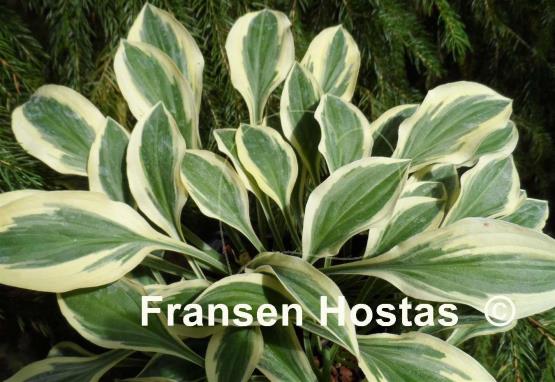 Hosta Hush Puppie